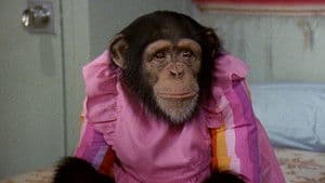 Doble estándar de Isaac / Una vez más / Chimpancés