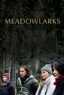 Meadowlarks