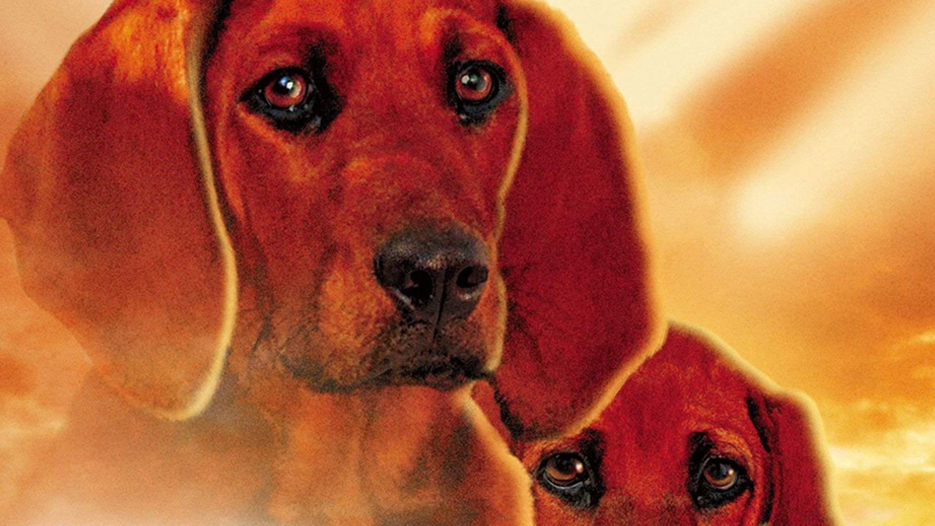 Where the Red Fern Grows