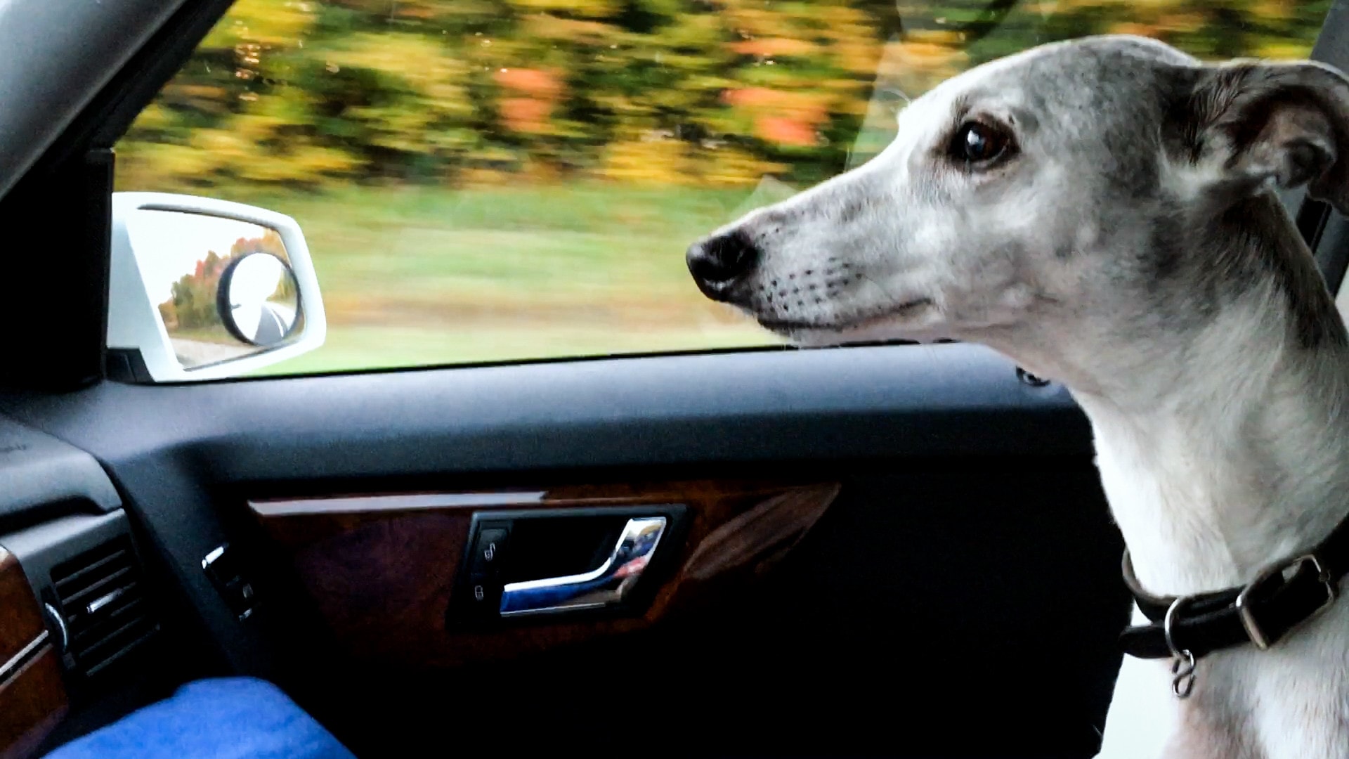 Abby’s List: A Dogumentary