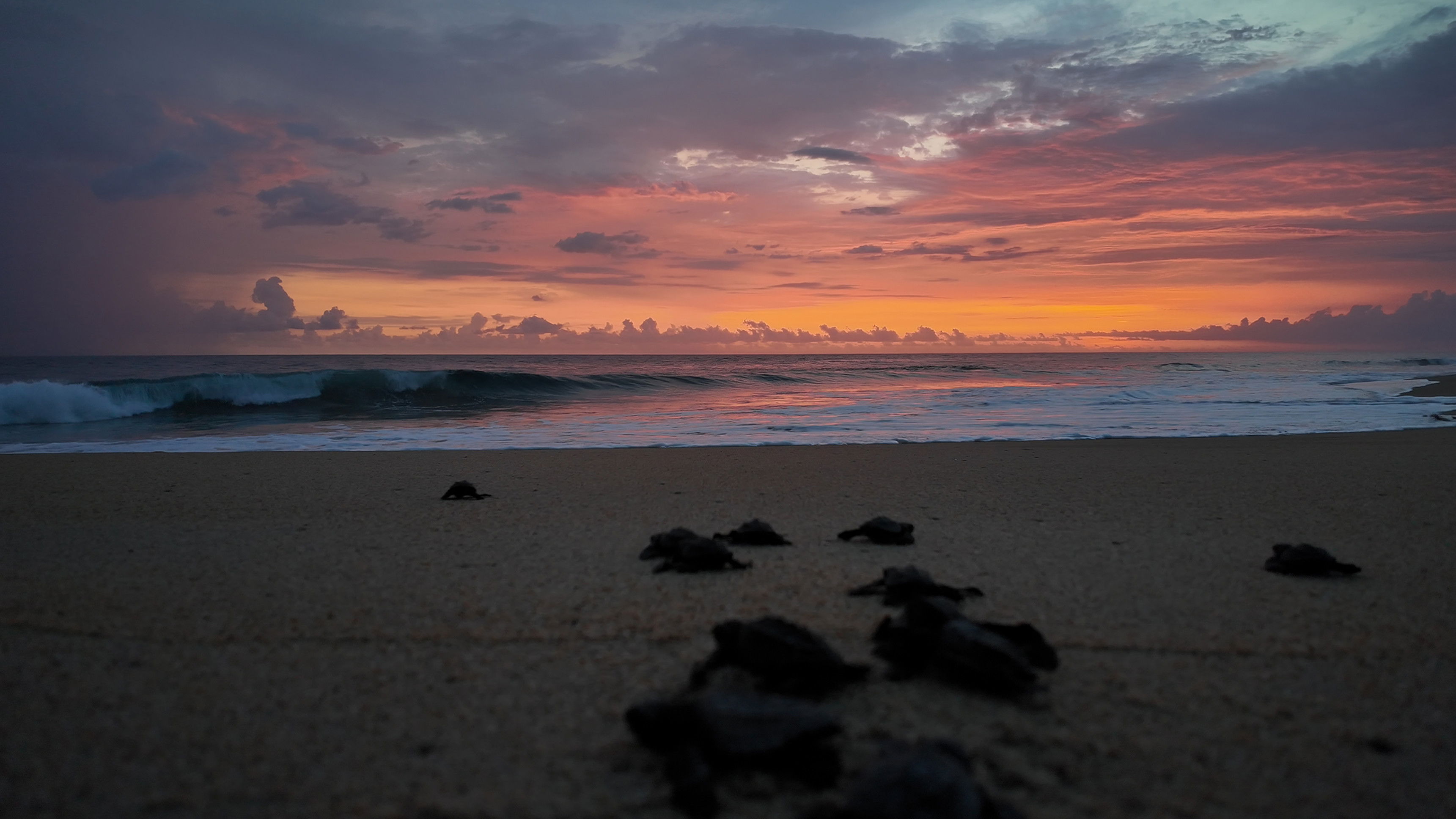 Return: Saving Turtles