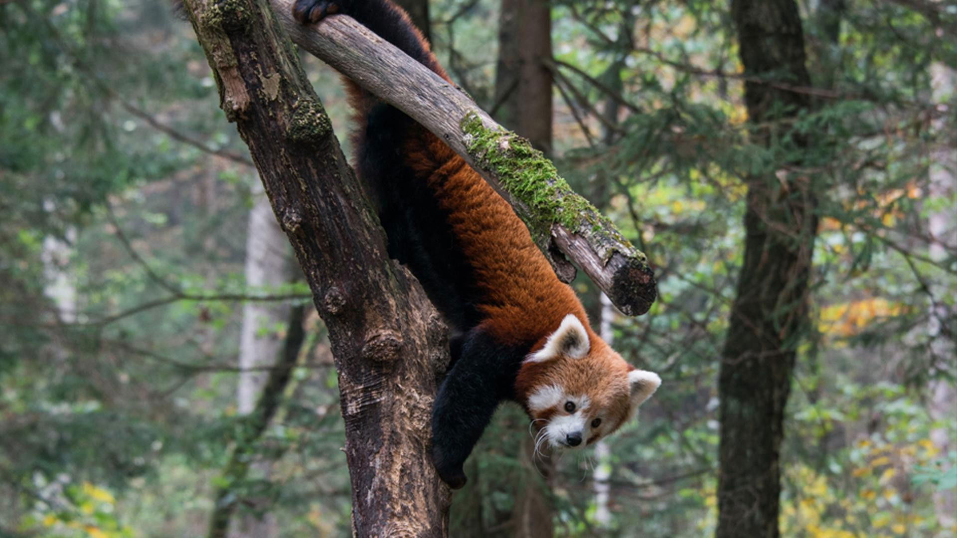 Red Panda: World's Cutest Animal