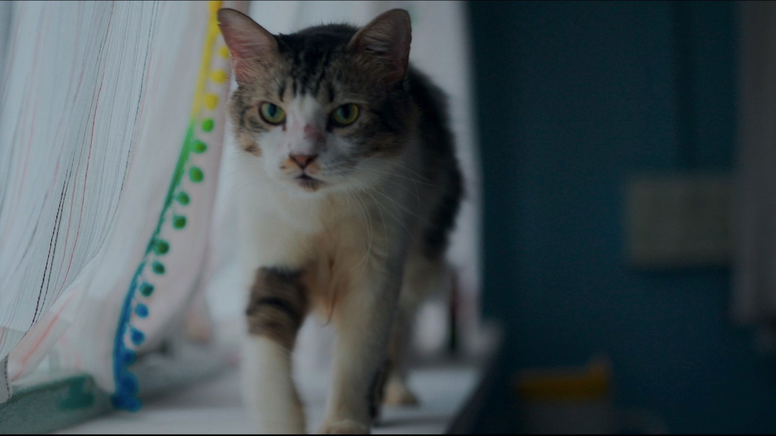 Max, Min and Meowzaki