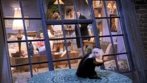 El de cuando se escapa el mono