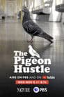 The Pigeon Hustle